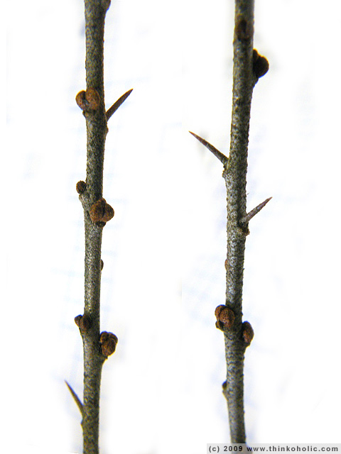 sea buckthorn (<i>hippophae rhamnoides</i>), twigs with globular buds and thorns